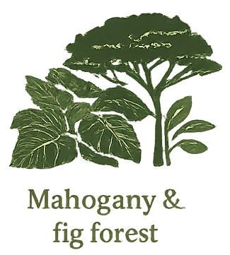 Mahogany & fig forest