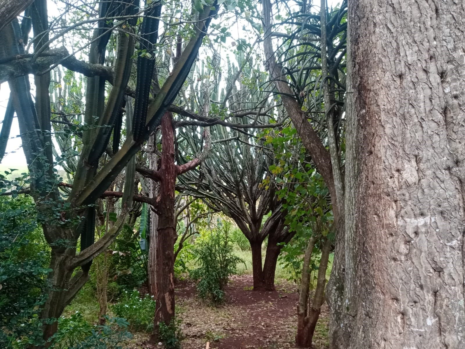 Looking up through the mahogany and fig forest canopy at Ethlathini Rest Camp, KZN