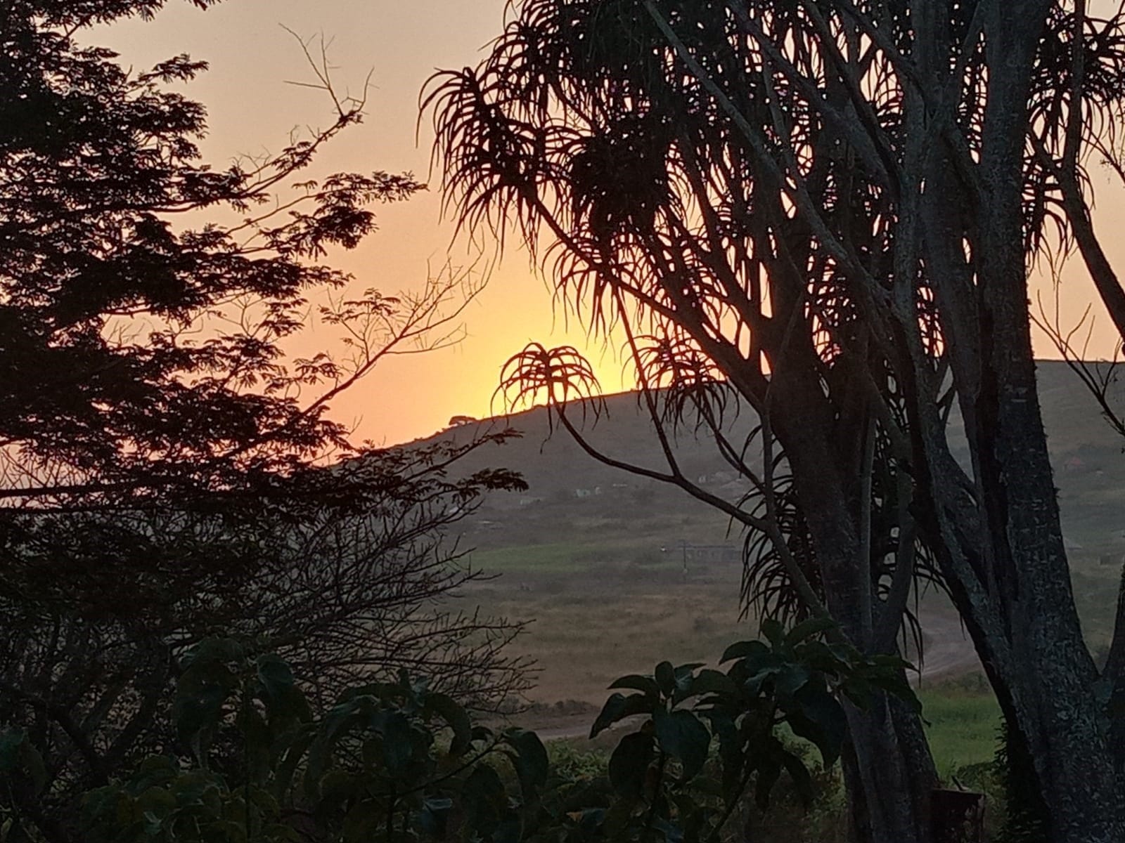 Tree aloe silhouette at sunrise, Ethlathini Rest Camp, Hluhluwe KwaZulu-Natal